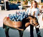 Pet Parade