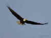 The Bald Eagles return to the Highland Lakes