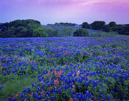 Bluebonnets and Indian Paints