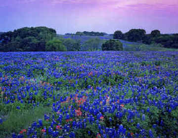 Bluebonnets are Blooming in the Lakes and Hills of Texas