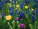 Texas Hill Country Bluebonnets and Wildflowers