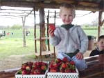 Pick your own fresh, sweet strawberries at Sweetberry Farm in Mable Falls