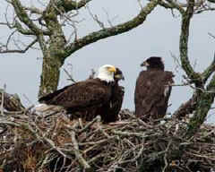 The eagles return to Llano County each winter.