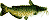 catfish.gif (458 bytes)