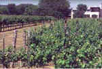 Texas Hill Country Vineyards and Wineries