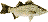 white_bass.gif (451 bytes)