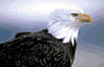 See Bald Eagles on the Vanishing Texas River Cruise